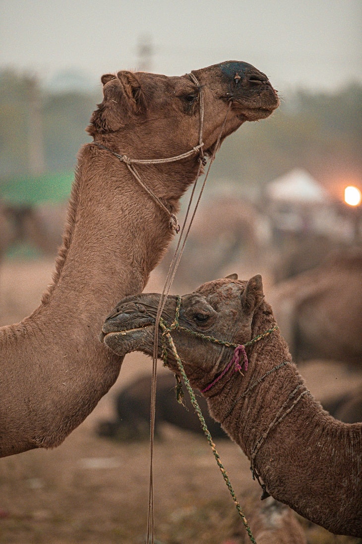 פסטיבל הגמלים בפושקר (Pushkar Camel Fair)